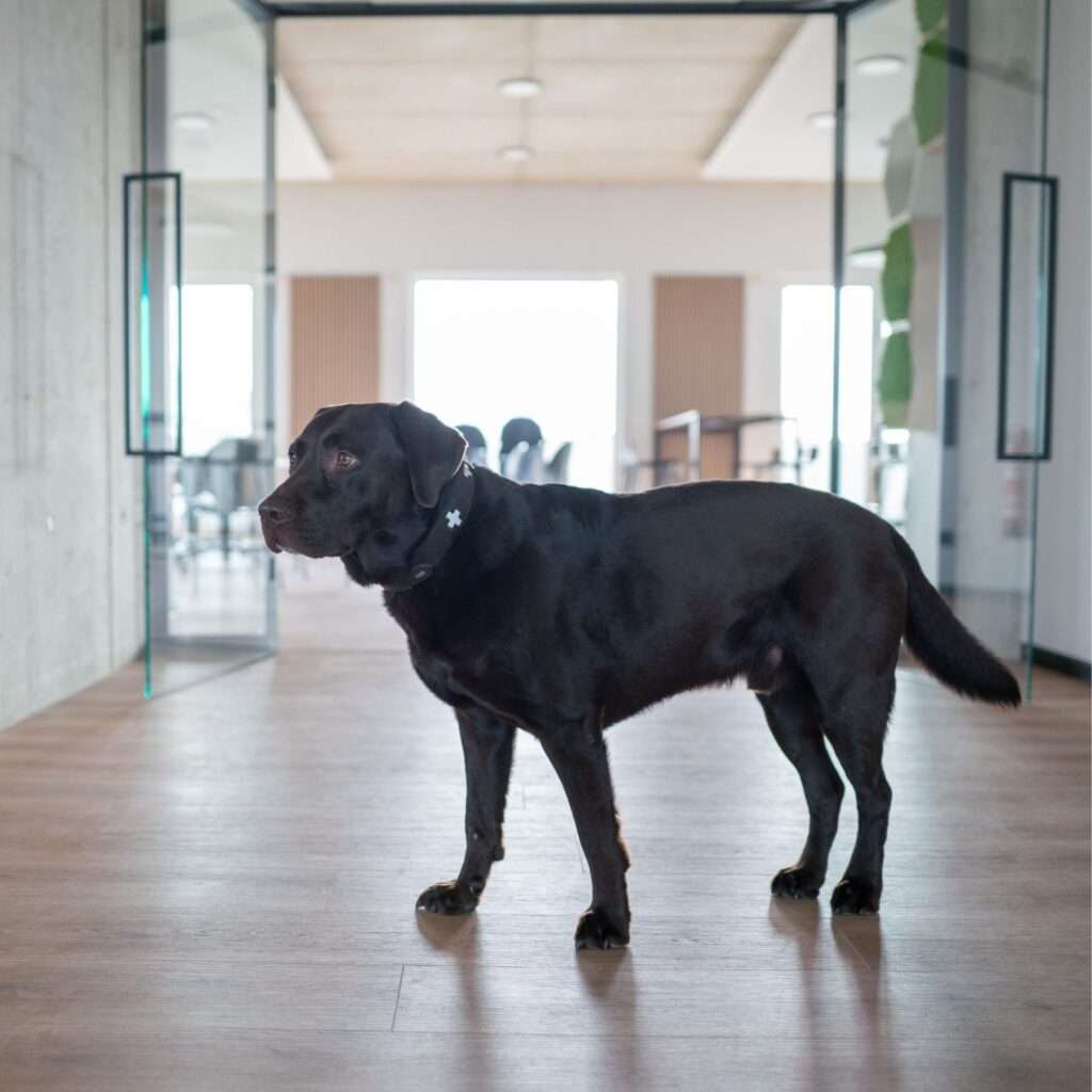 Bürohund und Feelgood-Manager Mäx